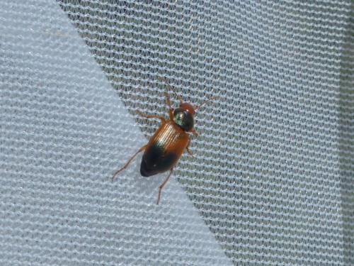 Diachromus germanus
