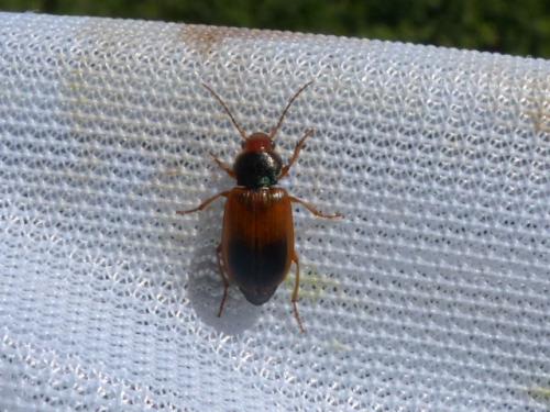 Réf. 141 991 : Diachromus germanus