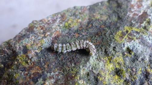 Tephronia sepiaria