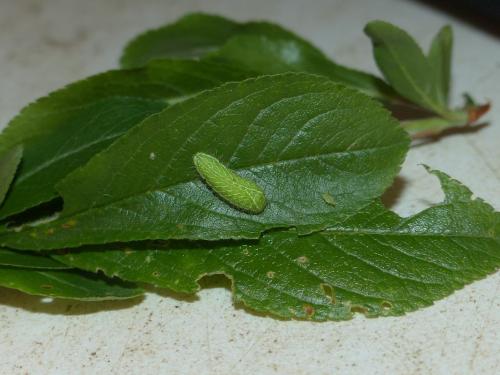 Thecla betulae