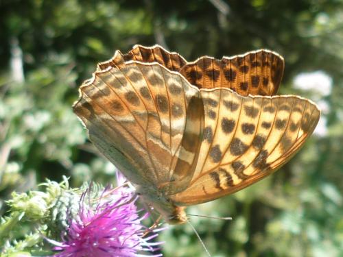 Réf. 141 108 : Argynnis paphia