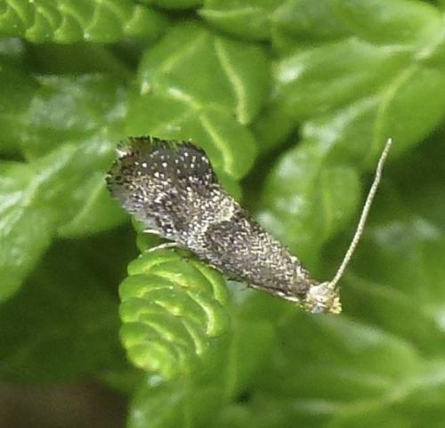 Tinagma perdicella