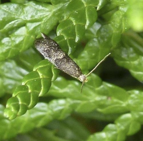 Tinagma perdicella
