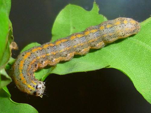 Réf. 141 770 : Orthosia miniosa