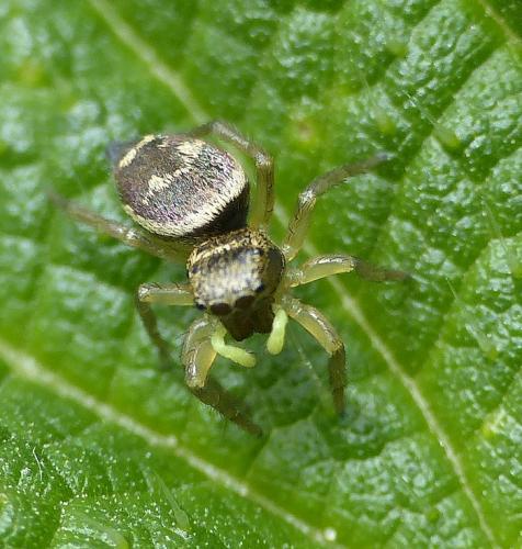 Heliophanus tribulosus
