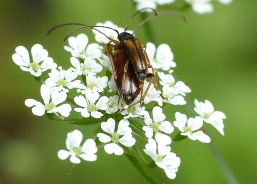 Réf. 141 232 : Alosterna tabacicolor