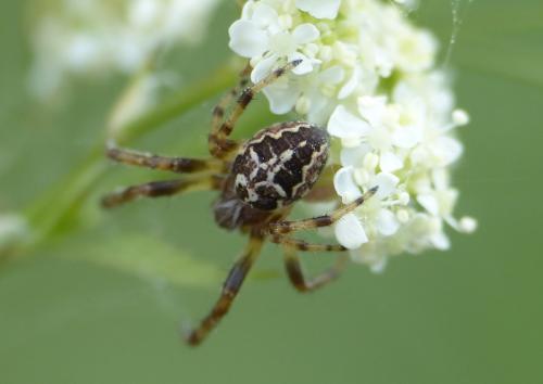 Larinioides cornutus