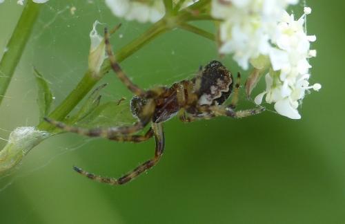 Larinioides cornutus
