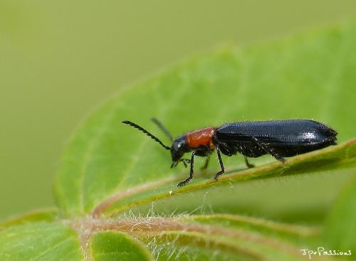 Réf. 141 495 : Tillus elongatus
