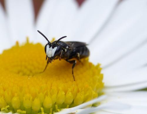 Réf. 141 961 : Hylaeus nigritus