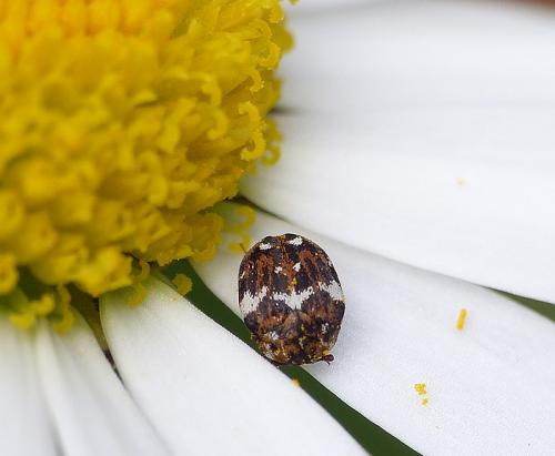 Anthrenus sp.