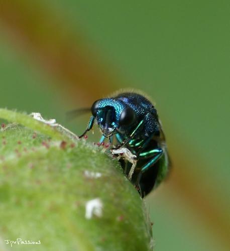 Réf. 141 867 : Pseudomalus sp.