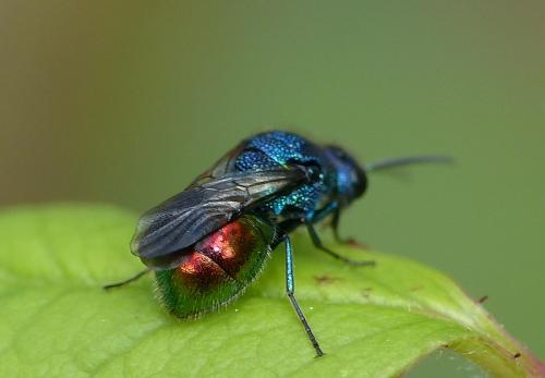 Réf. 141 868 : Pseudomalus sp.