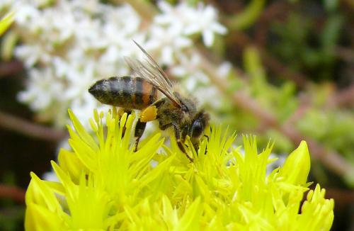Apis mellifera