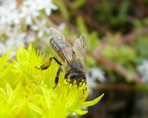 Apis mellifera