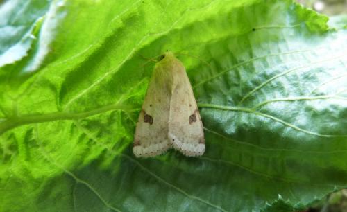 Réf. 141 256 : Heliothis peltigera