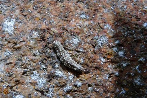 Tephronia sepiaria