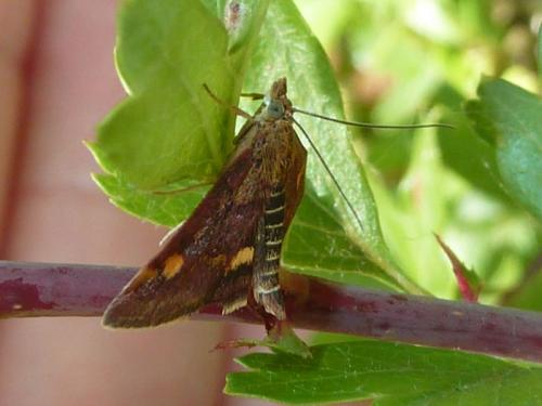 Pyrausta aurata