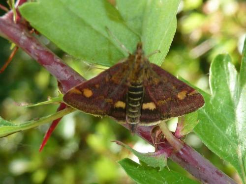 Pyrausta aurata