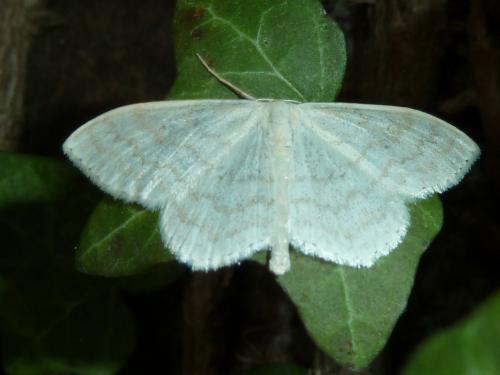 Réf. 141 055 : Scopula floslactata