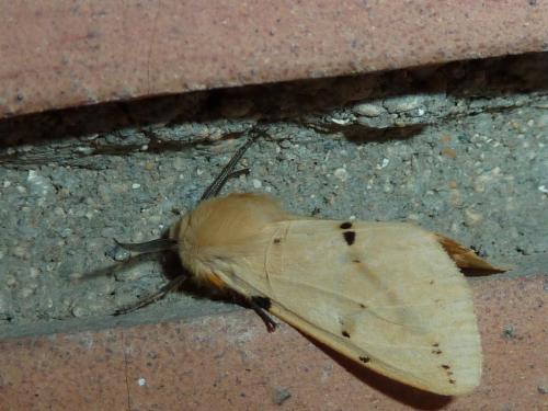 Réf. 141 054 : Spilosoma lutea