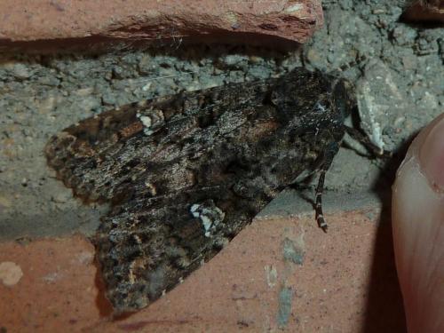 Réf. 141 053 : Mamestra brassicae