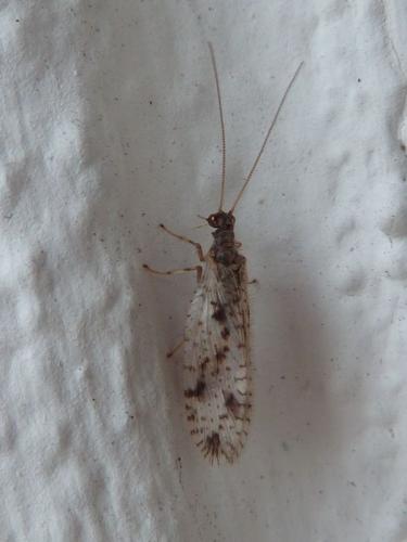 Micromus variegatus