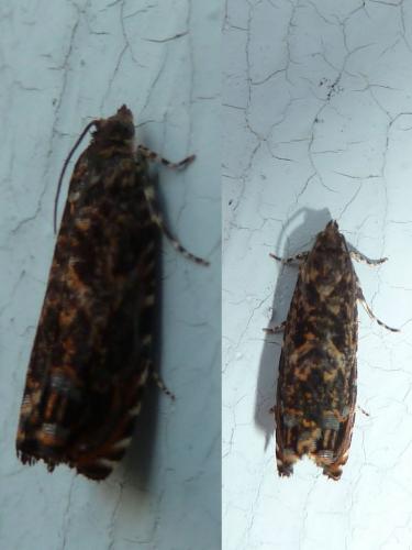 Réf. 141 464 : Enarmonia formosana