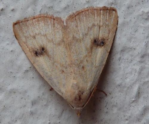 Réf. 141 885 : Rivula sericealis
