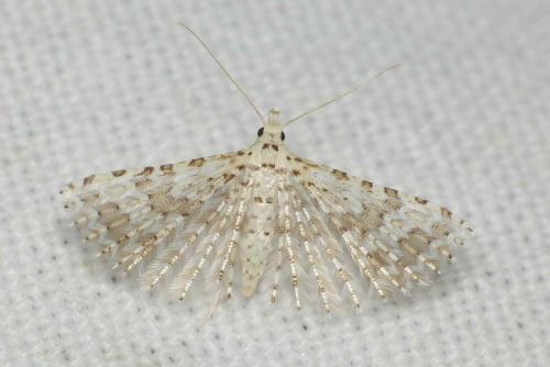 Alucita sp.
