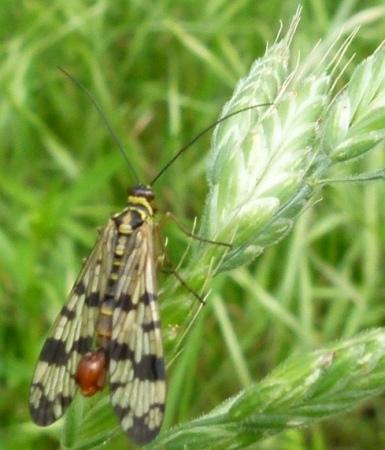 Panorpa sp.