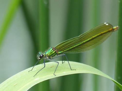Calopteryx splendens