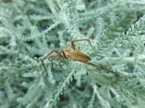 Pisaura mirabilis
