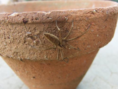 Pisaura mirabilis