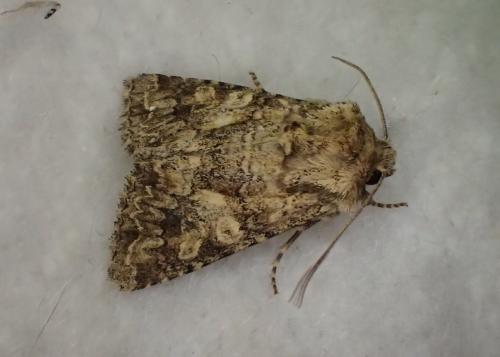 Réf. 141 066 : Conisania sp.