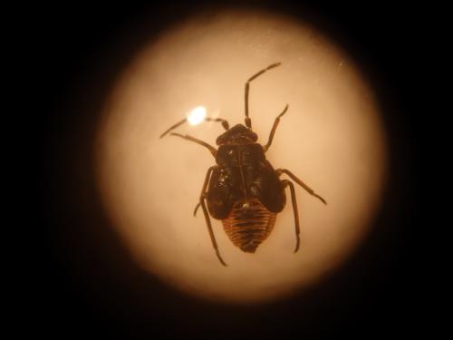 Réf. 141 098 : Heterocordylus tibialis