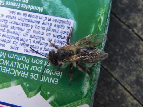 Andrena sp.