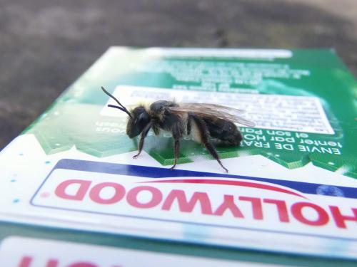 Andrena sp.