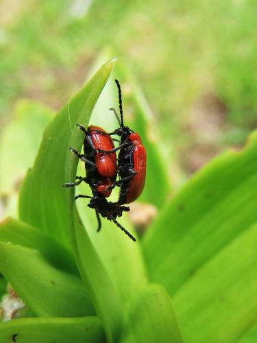Lilioceris lilii