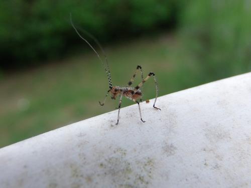 Phaneropterinae