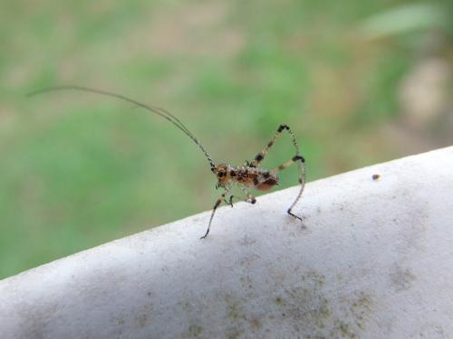 Phaneropterinae
