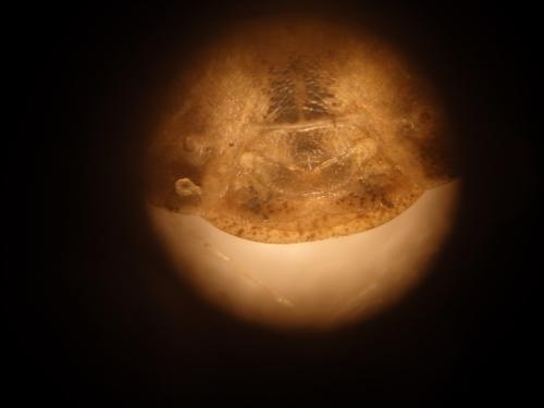 Eurygaster maura