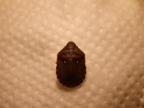Eurygaster maura