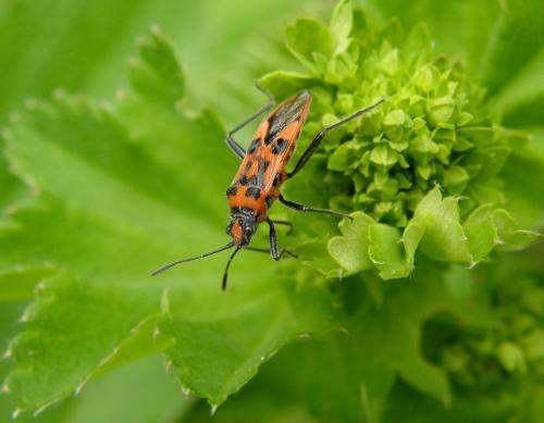 Corizus hyoscyami hyoscyami