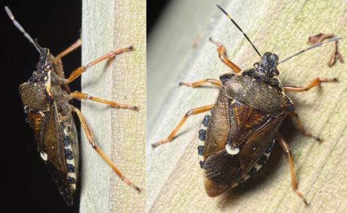 Pinthaeus sanguinipes