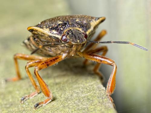 Pinthaeus sanguinipes