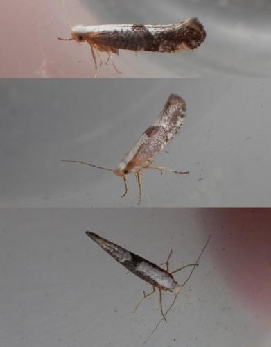 Argyresthia spinosella