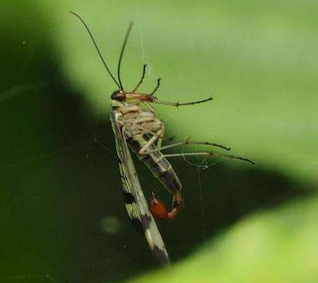 Panorpa sp.
