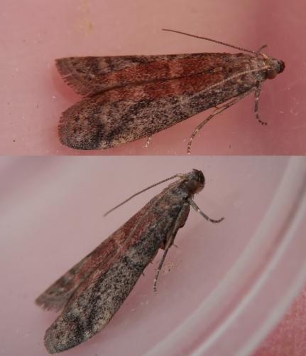 Ephestia sp.