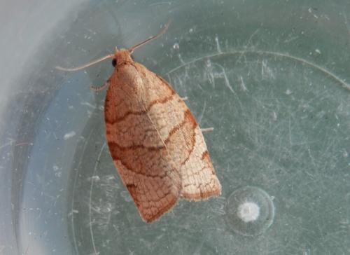 Pandemis cerasana